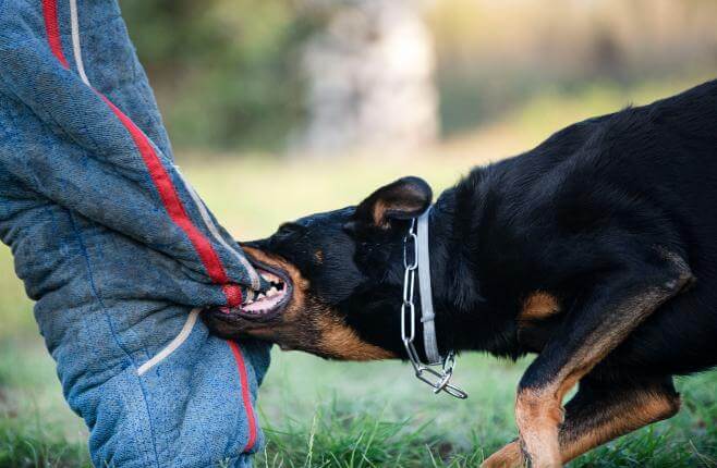 Dog Bite Claims in Cambridgeshire